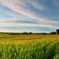 Photo of crops in a field