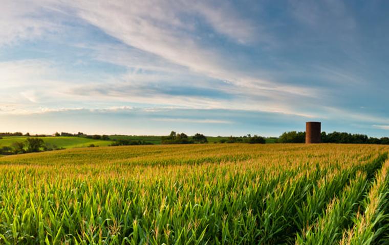 Photo of crops in a field