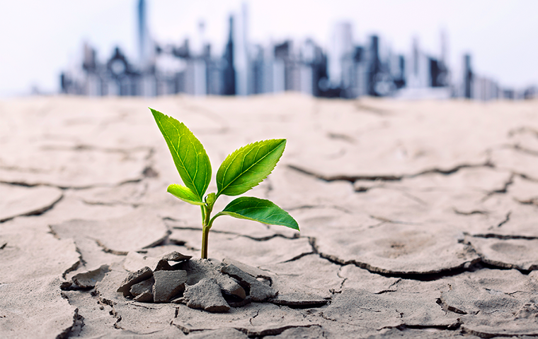 Plant growing with city in background